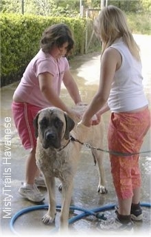 A large wet tan with black dog is standing on a concrete porch and it is being washed by two girls.