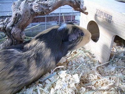 A black, tan and white Guinea Pig is inspecting a wooden hide-a-way in front of it in an outside cage.