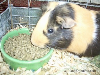 Close up - A black, tan and white Guinea Pig is eating food pellets out of a green bowl.