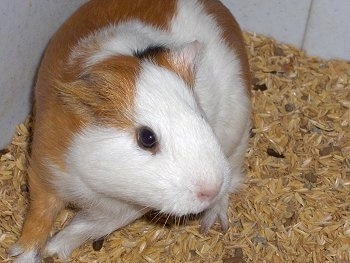 Close up - A brown and white with black Guinea Pig is standing towards the left wall of a cage looking to the right.