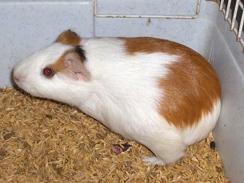 Close up Left Profile - A brown and white with black Guinea Pig is standing in the back corner of a cage looking to the left.