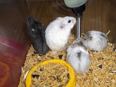 Four hamsters in a cage - Two Campbell Russian White Dwarf Hamsters are standing against the glass and there are two Campbell Russian White Dwarf Hamsters drinking out of a water dispenser.