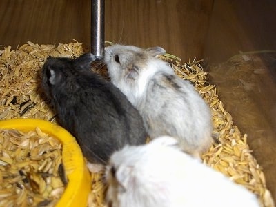 Two Campbell Russian White Dwarf Hamsters are standing next to a water dispenser and behind them is another Campbell White Dwarf Hamster standing next to a yellow bowl full of seeds.