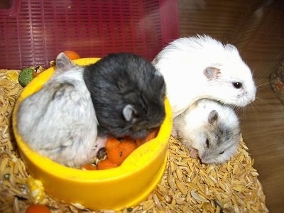 Four Campbell Russian White Dwarf Hamsters - Two hamsters are laying next to each other in a yellow bowl and next to them is a hamster climbing over another hamster.