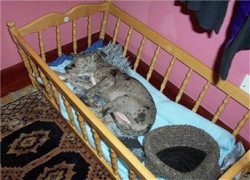 A harlequin/blue merle Great Dane puppy is laying on its side in a baby doll crib. The walls in the room are pink and there is an oriental rug on the floor.