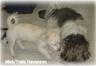 A white Short coat Havanese is trying to eat food out of a bowl that a long-coated brown with white Havanese is eating out of.