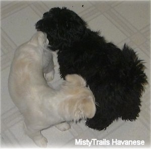 A black long-coated Havanese and the white short coat Havanese are sniffing each other on a white tiled floor.