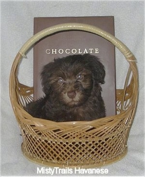 A Chocolate Havanese puppy is laying in a wicker basket. There is a book that has the word - CHOCOLATE - on it behind the puppy's back.