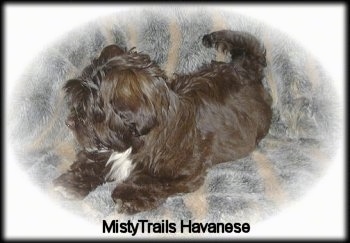 A chocolate with white Havanese puppy is laying on a couch. Its head is turned to the left. There is a white vignette around the image. The words - MistyTrails Havanese - are overlayed