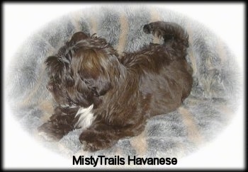 A chocolate with white Havanese puppy is laying on a couch. Its head is turned to the left. There is a white vignette around the image. The words - MistyTrails Havanese - are overlayed