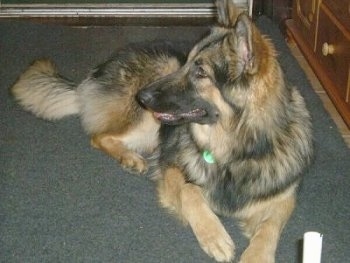 View from the front - A medium coated, black with tan Husky/German Shepherd Dog mix is laying on a carpet and there is a dresser to the right of it. It is looking to the left.