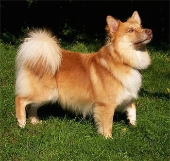 A tan with white Icelandic Sheepdog is standing in grass and looking up and to the right
