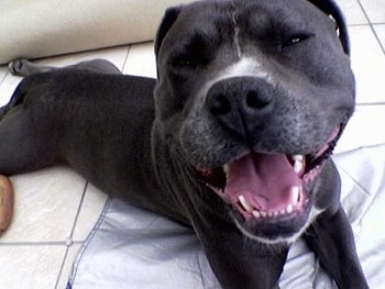 Close Up - The face of an Irish Staffordshire Bull Terrier that is laying on a white tiled floor.