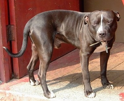 A black with white Irish Staffordshire Bull Terrier is standing in a doorway in front of a red door. Its ears are down and it is squinting