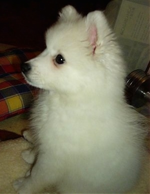 Puppy Spitz