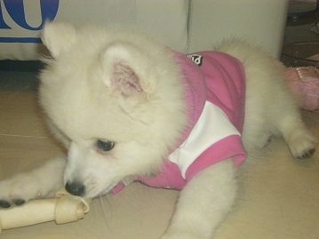 Volley the pure white Japanese Spitz is wearing a pink and white shirt and also laying on the white tiled floor while chewing a rawhide bone