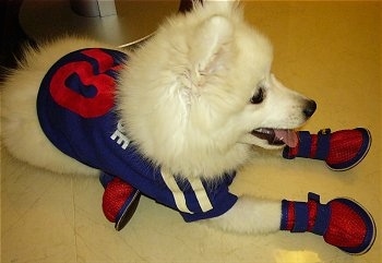 Volley the pure white Japanese Spitz puppy is laying on a white tiled floor wearing a blue and red football jersey and matching shoes
