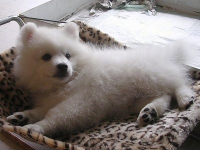 A small Japanese Spitz Puppy is laying on its side in a leopard print dog bed