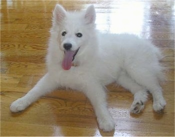 A Japanese Spitz puppy is laying on a shiny hardwood floor, its mouth is open and tongue is way out