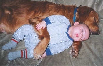 A Golden Retriever and an infant baby boy are sleeping side by side on a tan couch. The dog has its paw over top of the baby's belly.