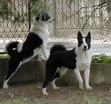 Two white and black Karelian Bear Dogs are standing inside of a chain link fence. One is jumped up at a concrete wall looking out and the other is facing the camera.