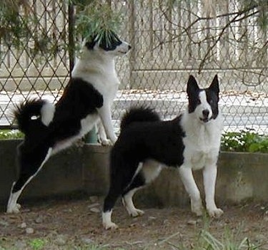 Karelian Bear Dog picture: