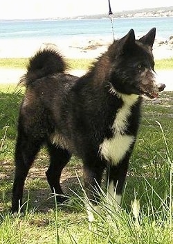 A black and white Karelian Bear Dog is standing in grass. There is a large body of water behind it
