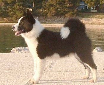 Left Profile - A black and white Karelian Bear dog is standing on land next to a body of water. There is a stone wall on the other side of the water.