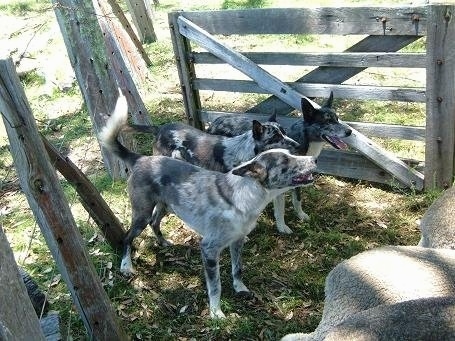 Three Australian Koolie are standing at a wooden gate entrance behind a line of sheep.