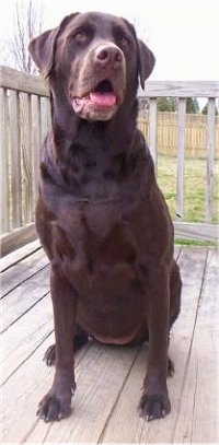 View from the front - A large breed chocolate Labrador Retriever is sitting on a wooden deck looking forward with its mouth open and tongue is out.