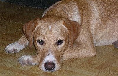 Mongrel = Mixed Breed Dogs Mutt or Mutts - Cross Breed