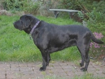 chocolate english labrador