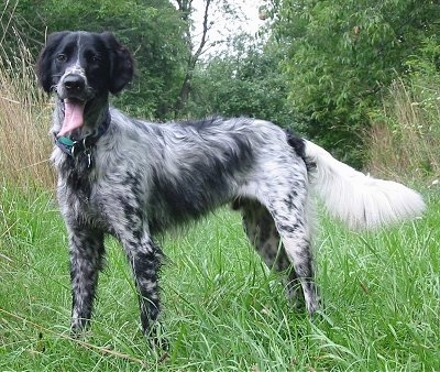 A black and white Large Munsterlander dog is standing in relatively tall grass and it is looking forward. Its mouth is open and its tongue is out. There are trees behind it.