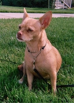 Front view - A tan shorthaired Small Portuguese Hound is sitting in grass and it is looking to the left.
