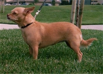 Left Profile - A tan shorthaired Small Portuguese Hound is standing in grass and it is looking to the left. Its ears are pinned back.