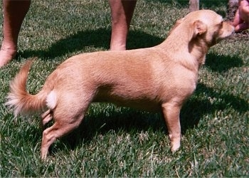 The right side of a shorthaired Small Portuguese Hound that is standing in grass. There is a person touching its nose. The dog's ears are pinned back and it has fringe on its tail.