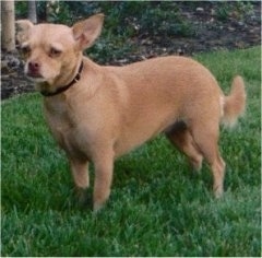 Front side view - A tan shorthaired Small Portuguese Hound is standing in grass and it is looking forward and to the left.