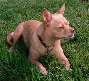 Front side view - A tan shorthaired Small Portuguese Hound is laying on grass and it is looking to the right.