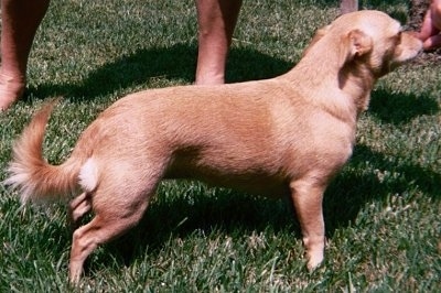 Side view - A tan shorthaired Small Portuguese Hound is posing in grass facing the right. Its ears are pinned back and it has longer fringe hair on its tail.