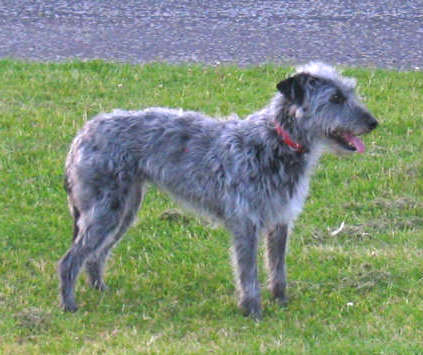 Right Profile - A wiry-looking, grey with white Lurcher is wearing a red collar standing in grass. Its mouth is open and tongue is out.