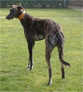 View from the back of the dog - A black and tan brindle with white Lurcher is wearing a thick orange collar standing in grass and it is looking to the left.