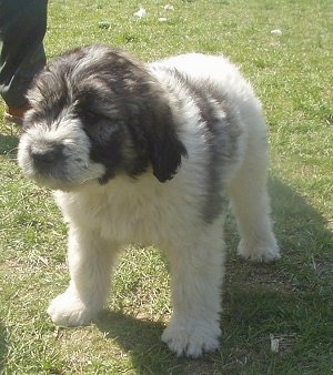 Mioritic Shepherd Puppies