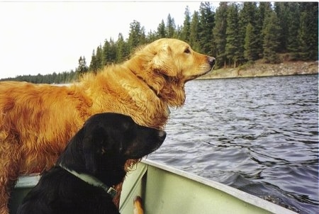 golden retriever mixed with labrador. Sandy (top) a Golden Retriever