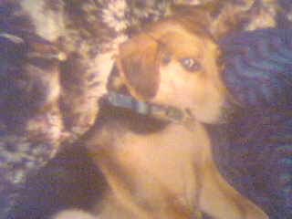 Upper body shot - A black and brown Treeing Walker Coonhound/Beagle mix is laying on its right side on a couch.