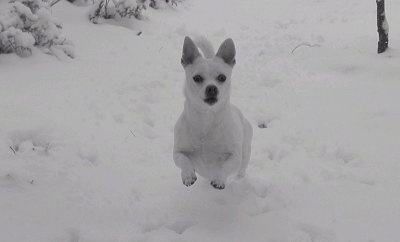 Action shot - A white Malchi is running around in snow. Its front paws are off of the ground and its mouth is slightly open.