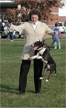 Chip the Mini Bull Terrier is in mid-jump outside in front of a person in a grey coat and black pants