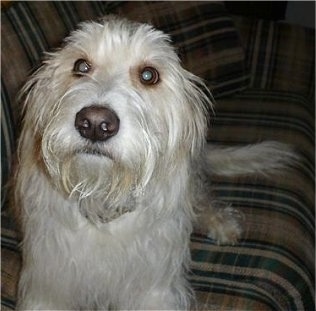 View from the front - A longhaired, scruffy looking, white Jack Russell mix is laying on a tan, blue and white striped couch looking up.