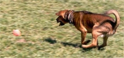 Wilma the Rottie/Lab Mix is chasing a ball through a yard