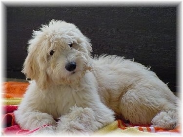 A cream-colored Goldendoodle is laying on a blanket and behind it is a couch