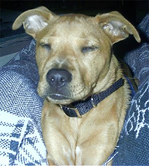 Close up upper body shot - A tan Mountain Feist dog is wearing a black collar laying on a blue and white blanket and its eyes are closed.